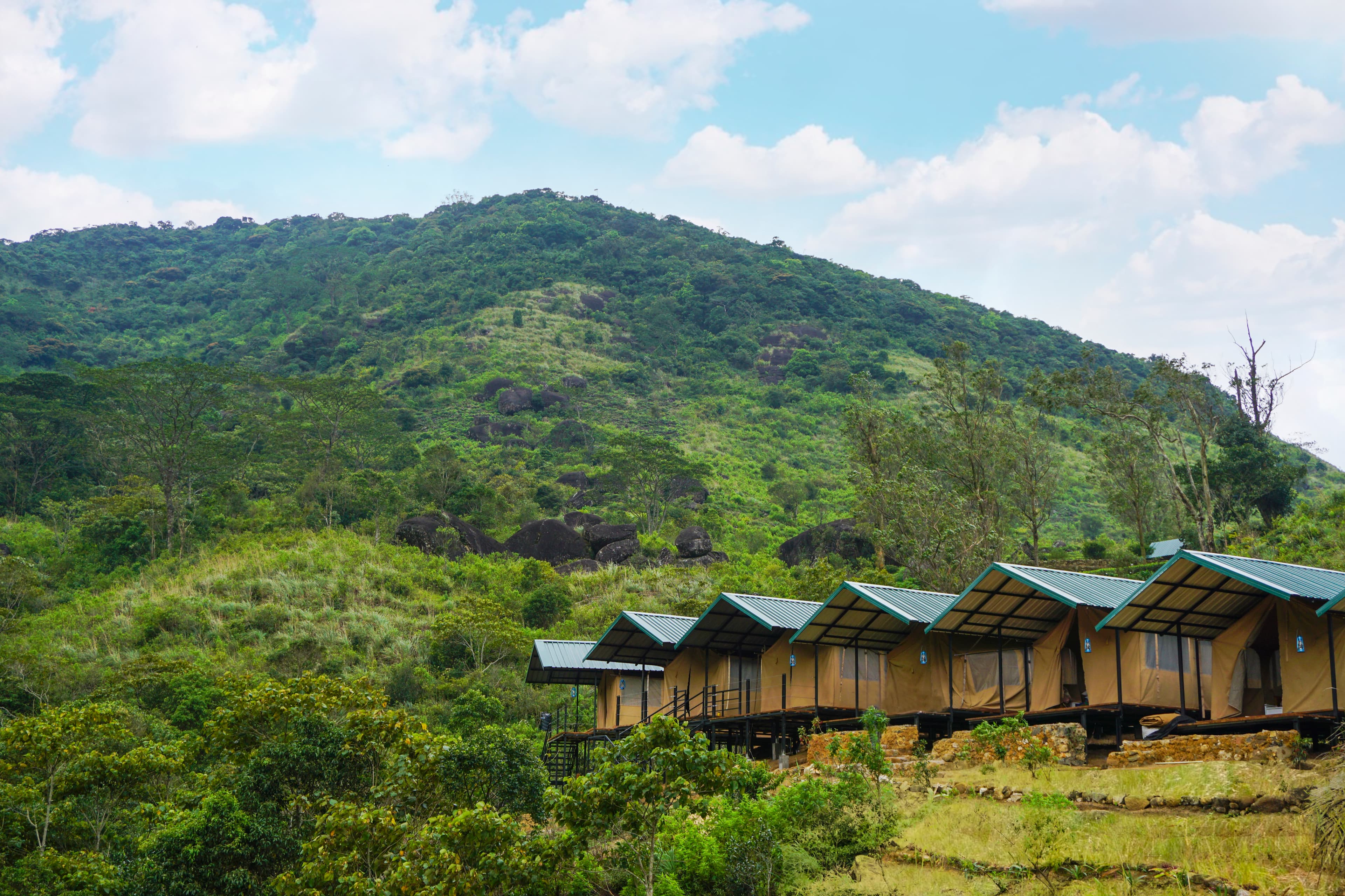 Wild Glamping Knuckles