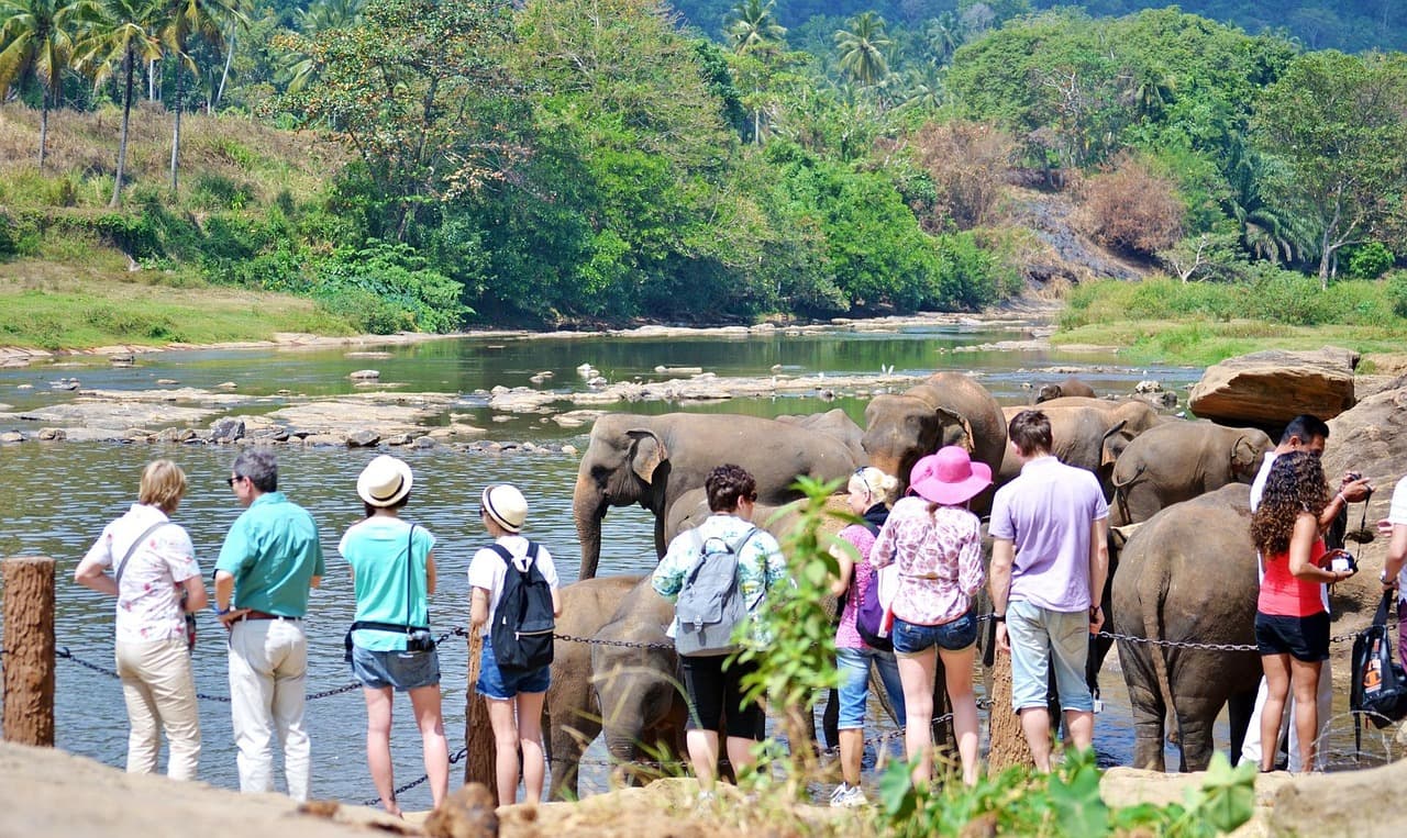 A baby elephant being fed by a caretaker at Pinnawala Elephant Orphanage.